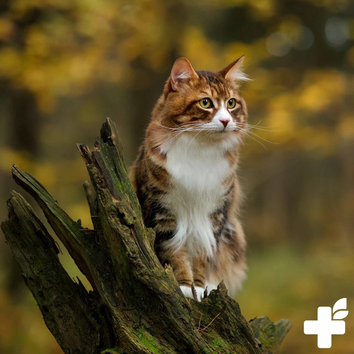 REAVET Ušní olej s extra výživným jojobovým olejem (75 ml)