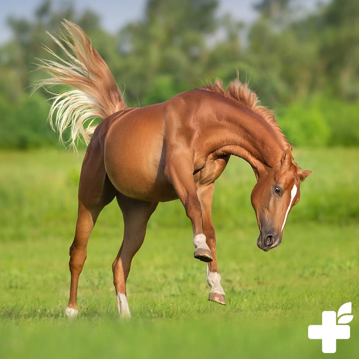 REAVET Mnišský pepř - celá semínka (1 kg)