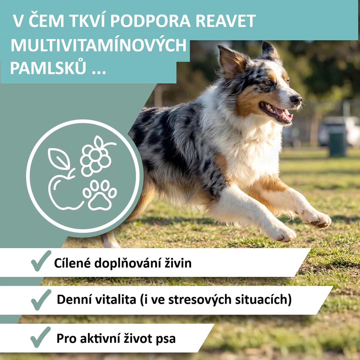 REAVET Funkční multivitamínové pamlsky (350g - 140 kusů)