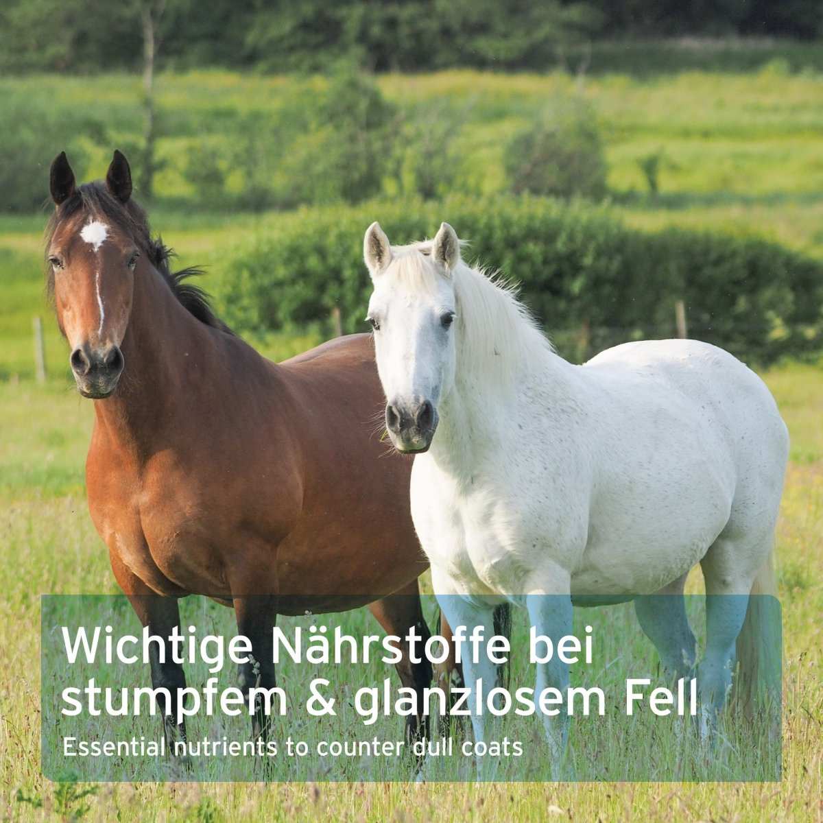 AniForte Pivovarské kvasnice BT Pure (5 kg)