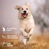 bezici-zlaty-retrivr