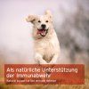 bezici-zlaty-retrivr