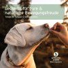 davani-pamlsku-labradorovi