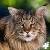 maine coon complex 60g~6