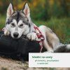 husky-lezici-na-batohu