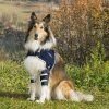 balto-ramenni-orteza-pes-nasazeni