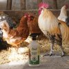 milben spray fuer huehner 500ml~2