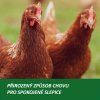 zdrave-slepice