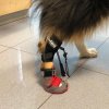 dog boot knuckling (2)