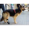 dog boot knuckling (3)