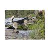 ruffwear-boty-pro-psy-grip-trex-v-terenu