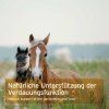 kun-na-pastvine