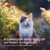 kocka-mezi-rostlinami