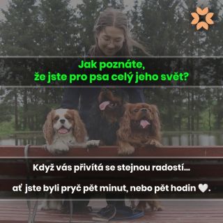 Každý pejskař ten okamžik zná. Odejít vynést koš. Zajít pro poštu. Vrátit se domů. A přivítání, jako byste se neviděli...