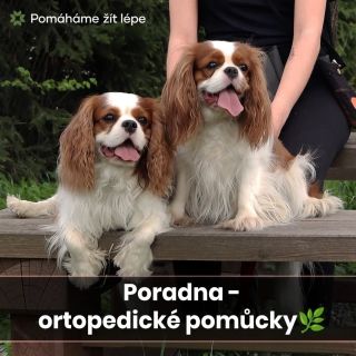 🦴 PORADNA - ortopedické pomůcky Když pes začne kulhat, první otázka by neměla znít: „Jakou mu koupím ortézu?“ Kulhání je...