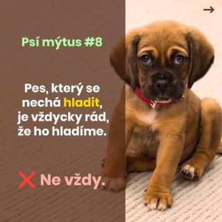 PSÍ MÝTUS #8 🐾 „Vždyť se nechá hladit, tak se mu to určitě líbí.“ Jenže ne každý pes, který zůstane na místě, si dotek...