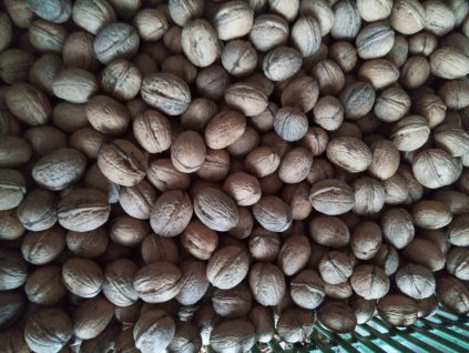 Domácí ořechy čerstvé neloupané 1 KG