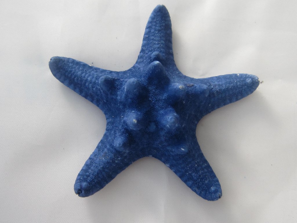 Rhinoceros Starfish - hvězdice mořská 1 ks indigová