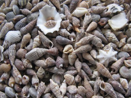 0011221 musle shell mix mini 100 g