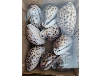 336592819 2131353903732560 7081672253141461768 n