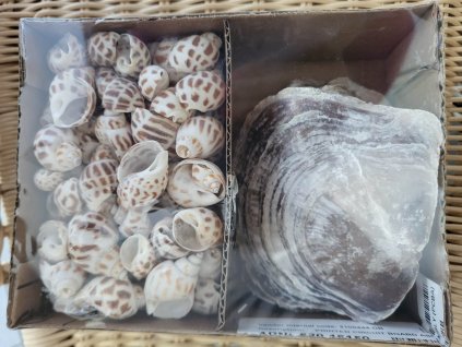 336635142 1965091123835391 214450585351291777 n