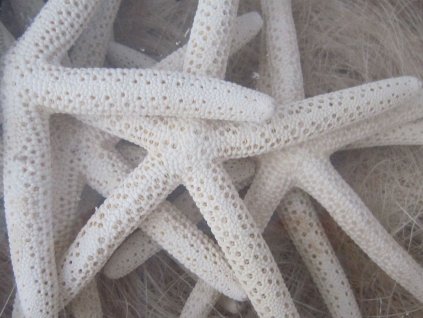 0005045 hvezdice morska 14 ks