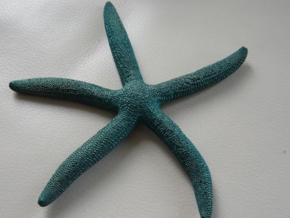 0011343 hvezdice morska zelena 1 ks