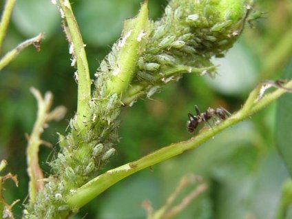 0011704 chrysoperla carnea d6 proti msicim