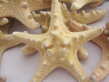 0009885 morska hvezdice prirodni 1 ks