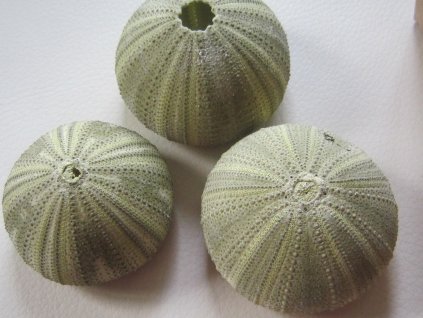 0011583 musle alfonso urchin zeleny nahac 1 ks