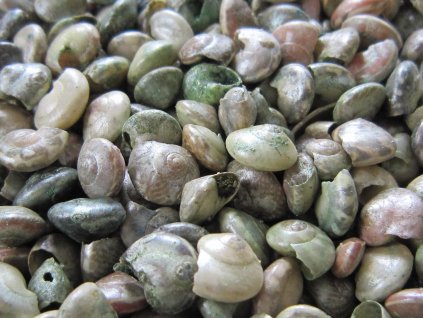 0011253 musle button shell 100 g