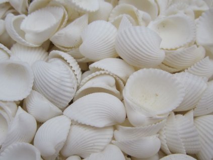 0006797 musle clam rose shell 100 g
