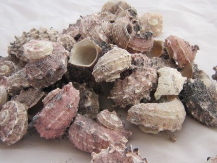 0009920 musle delphinula laciniata 100 g