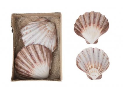 0011351 musle shell lions paw 1 ks