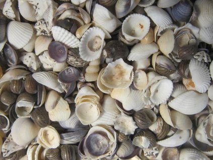 Mušle Shell mix 1020 g