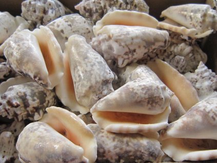 0011585 musle strombus lentigenosus 950 g