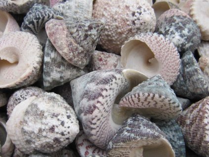 0006781 musle trochus stellatus 880 g