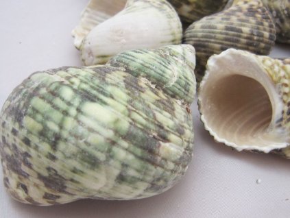 0006872 musle turbo silver mouth 1 ks