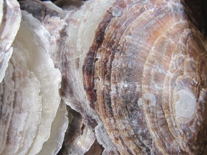 0011210 placuna placenta 100 g