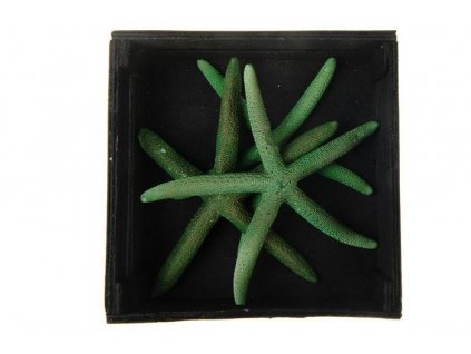 0011349 hvezdice morska zelena 3 ks