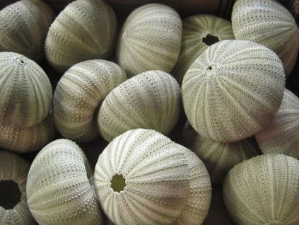 0011579 musle alfonso urchin zeleny nahac 17 ks