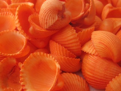 Mušle Clam rose shell 150 g oranžová