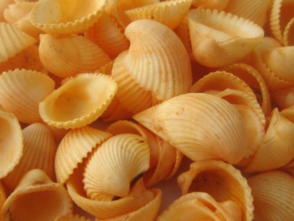 Mušle Clam rose shell 150 g meruňková