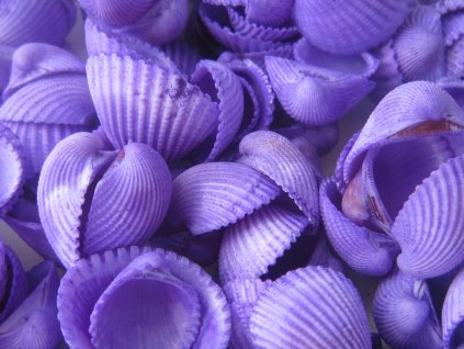 Mušle Clam rose shell 150 g fialová