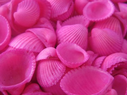 Mušle Clam rose shell 150 g růžová