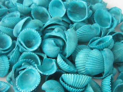 Mušle Clam rose shell 150 g tyrkysová