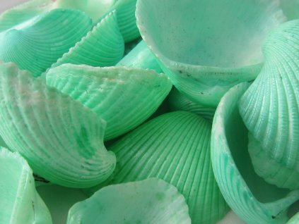 Mušle Clam rose shell 290 g  zelinkavá