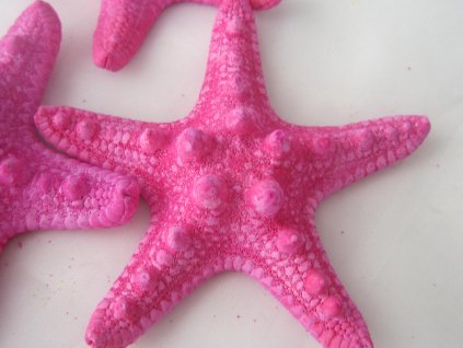 Rhinoceros Starfish - hvězdice mořská 6 ks růžová
