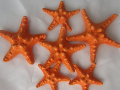 Rhinoceros Starfish - hvězdice mořská 6 ks oranžová