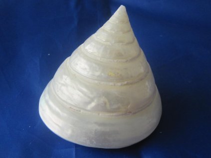 Mušle Troca salzeticus Pearl 1 ks